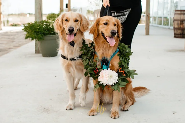 Two golden retrievers wearing floral collars at the ranch